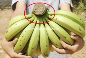 Automatic-Plantain-Banana-Stem-Removing-Machine-for-Sale