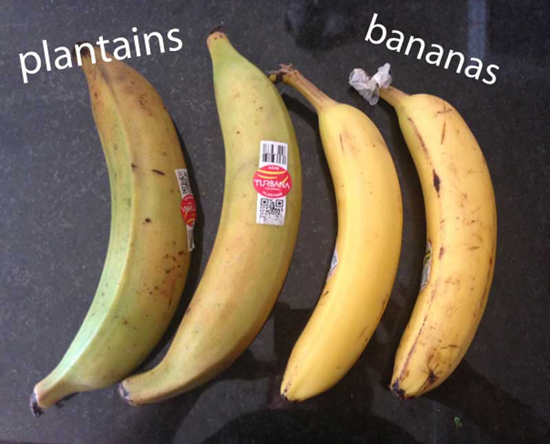香蕉和植物之间有什么区别？爱游戏官方app-爱游戏首页