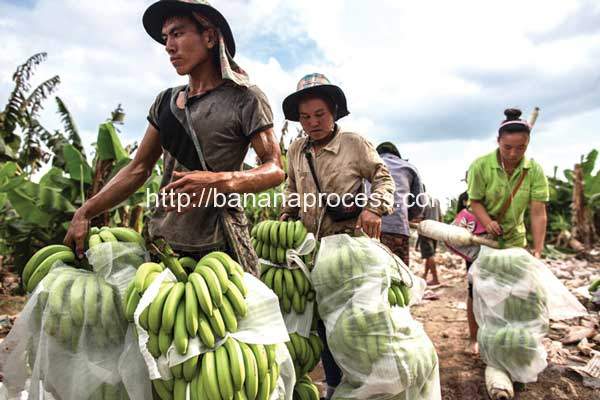 What’s Behind Laos' China Banana Ban?