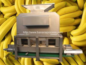 Máquina de pelado y despulpado de plátano maduro automático
